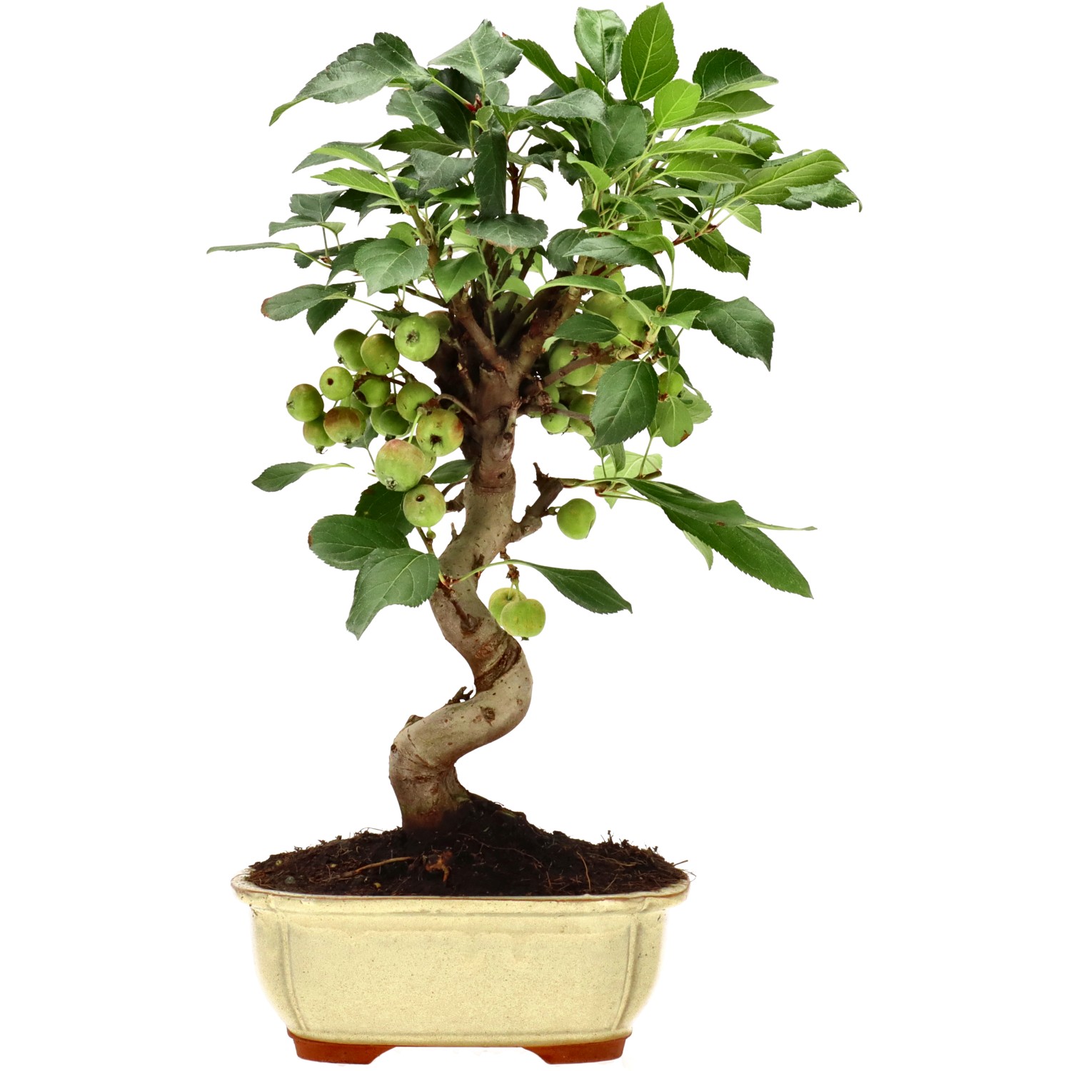 Zierapfel, ca. 12 J. (37 cm)