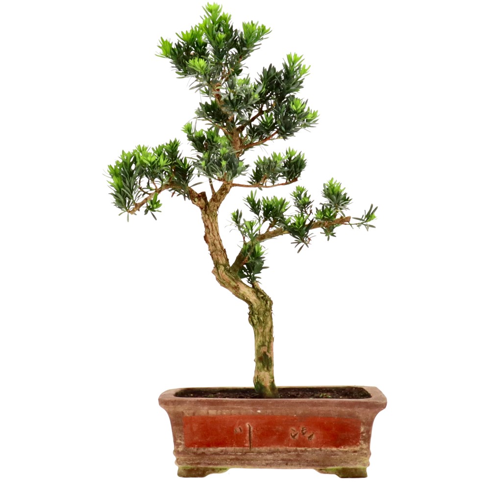 Mañíos, aprox. 15 años (61 cm)