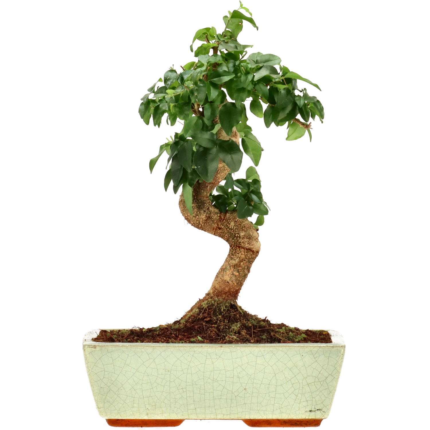 Ligustrum, ca. 12 j. (31 cm)