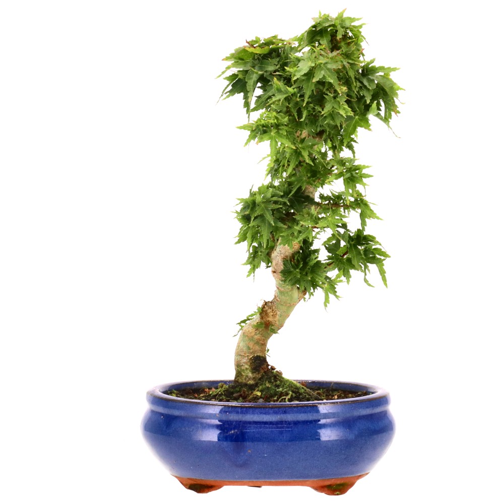 bonsai.fallbackImageTitle