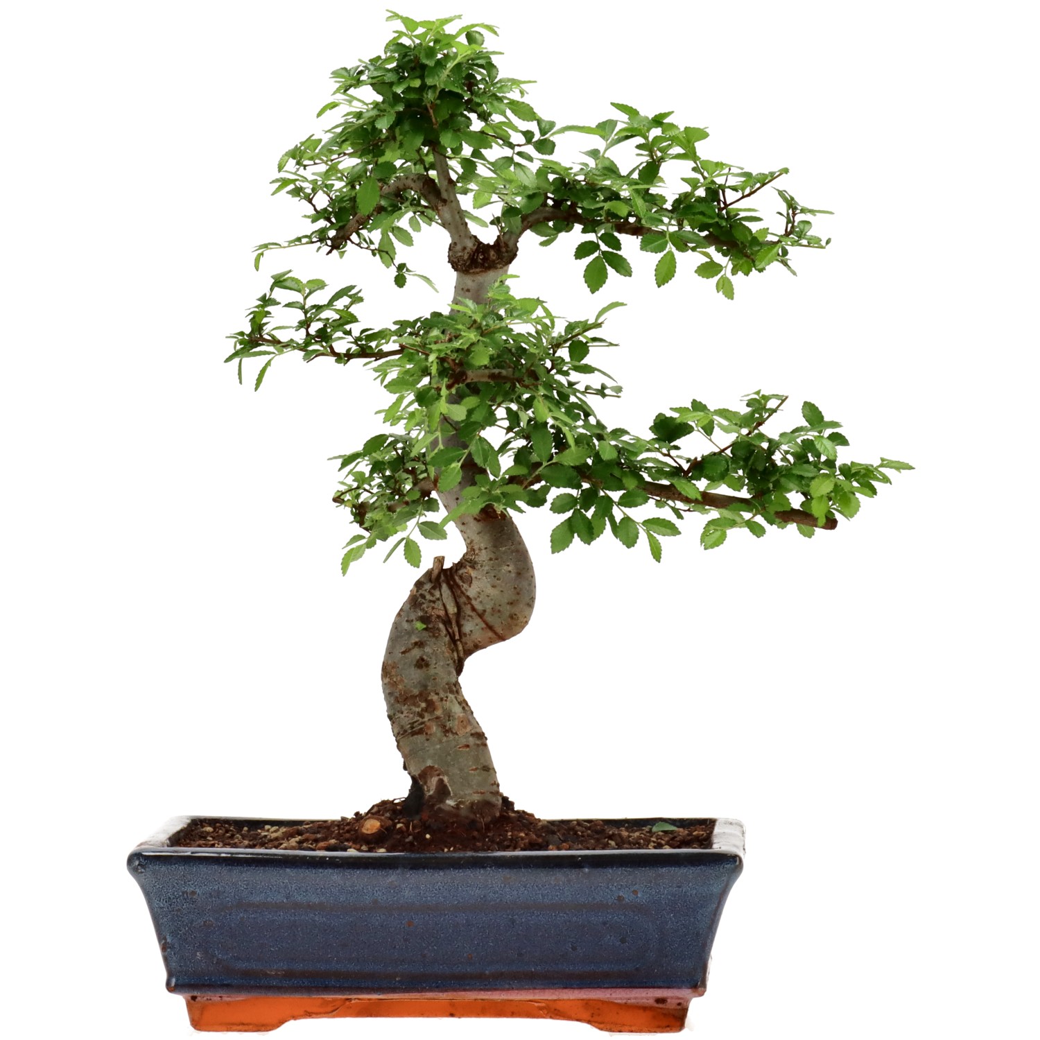 Orme de Chine, env. 12 ans (34 cm)