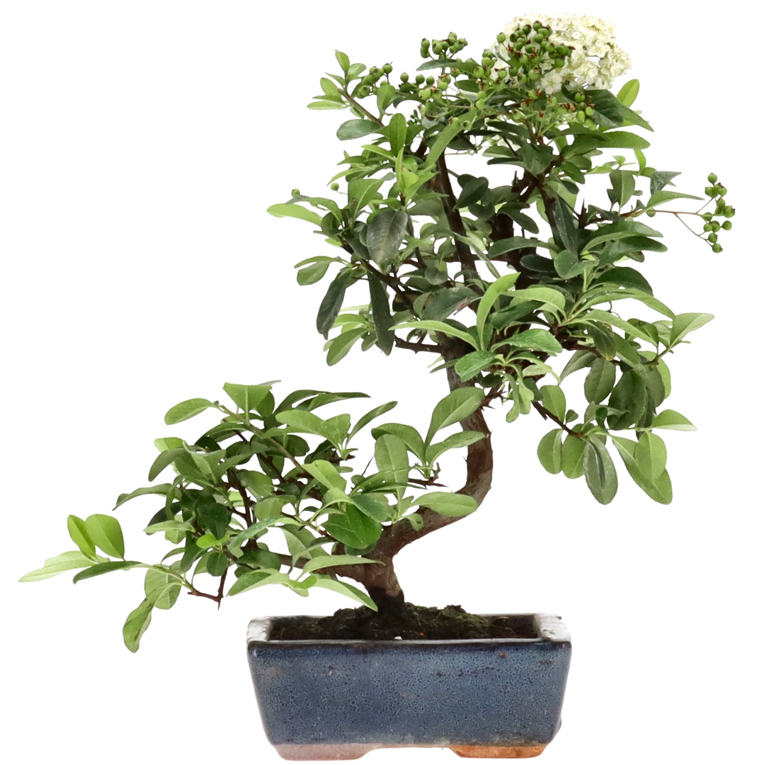Pyracantha coccinea, env. 7 ans (29 cm)