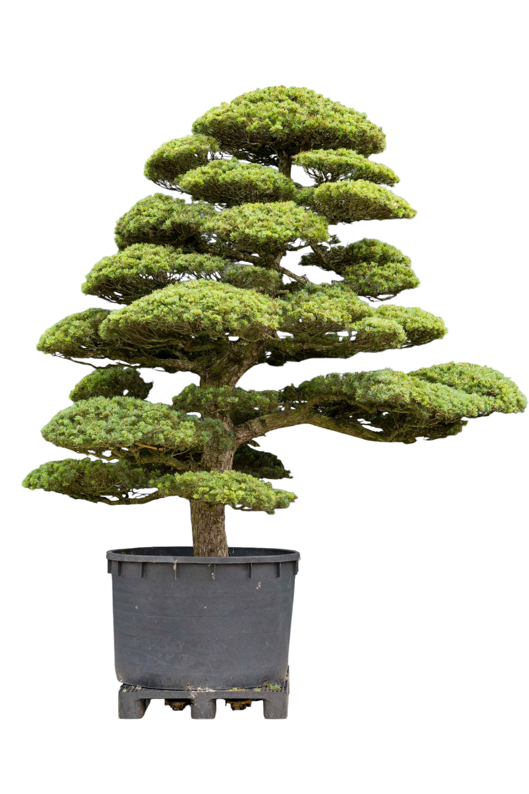 bonsai.fallbackImageTitle