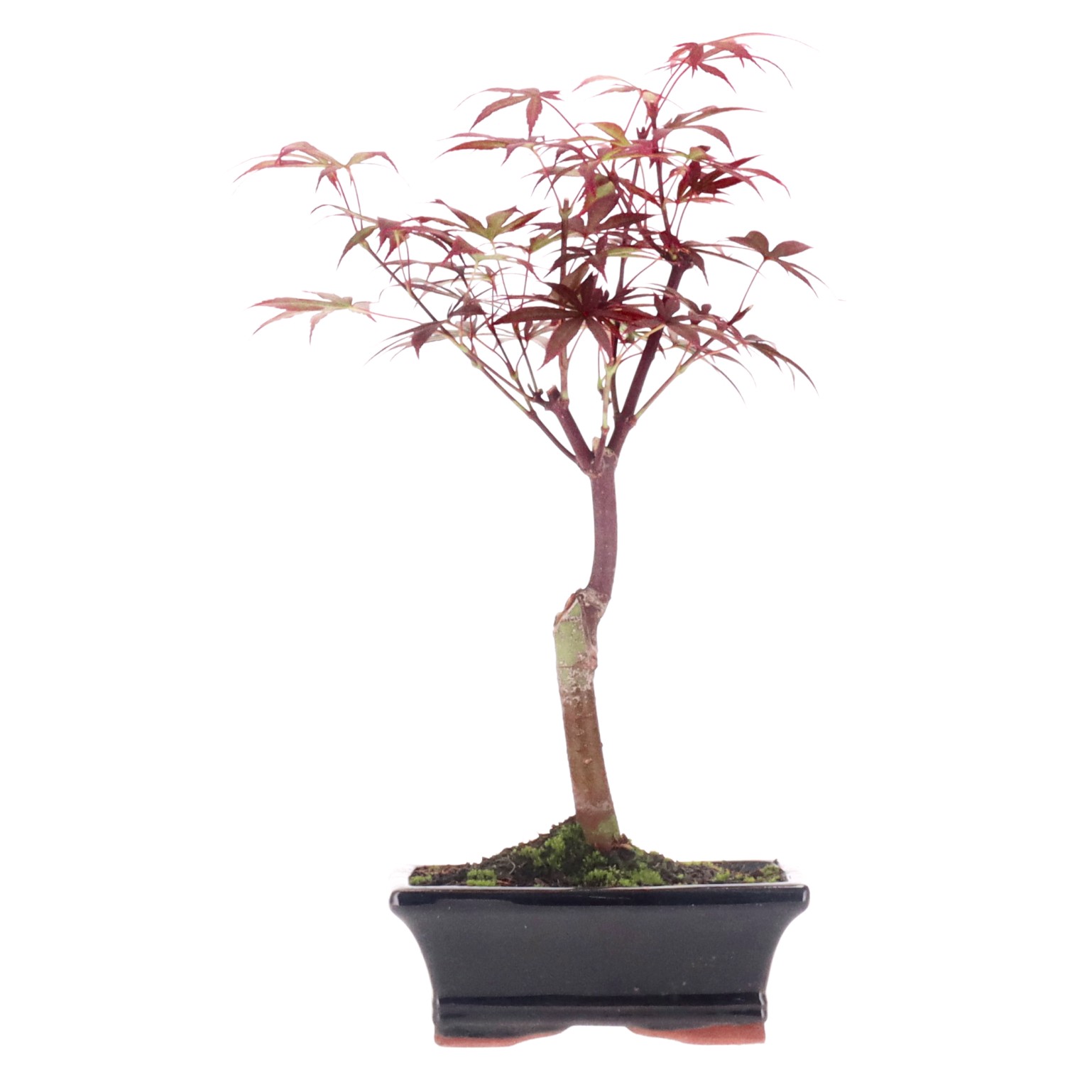 Jap. Fächerahorn (Atropurpureum), ca. 7 J. (28 cm)