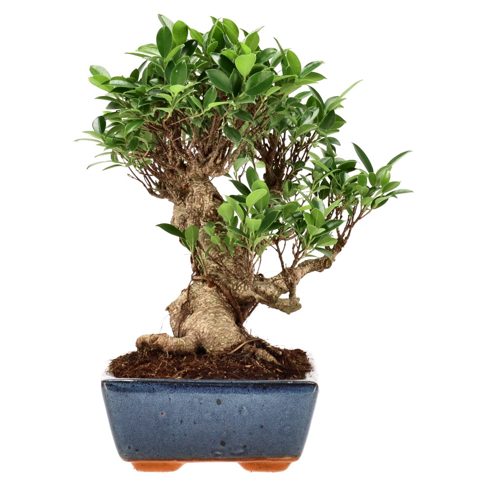 Ficus Retusa, aprox. 22 años (32 cm)