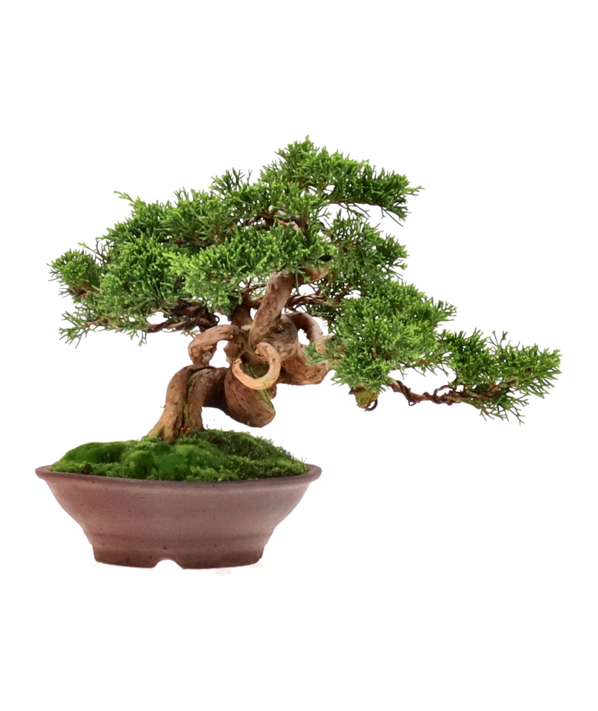 bonsai.fallbackImageTitle bonsai.fallbackImageTitle