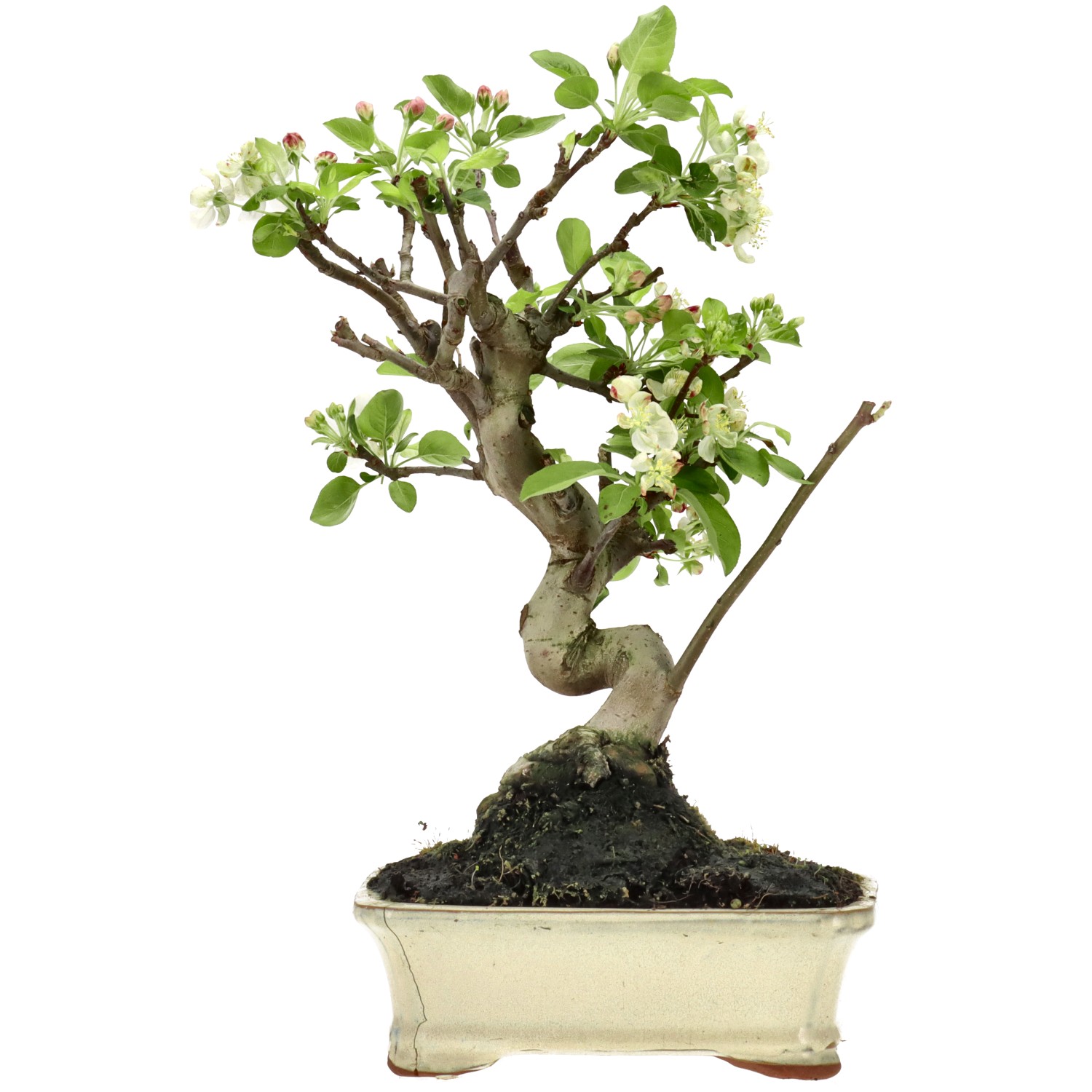 Pommier d’ornement, env. 12 ans (35 cm)