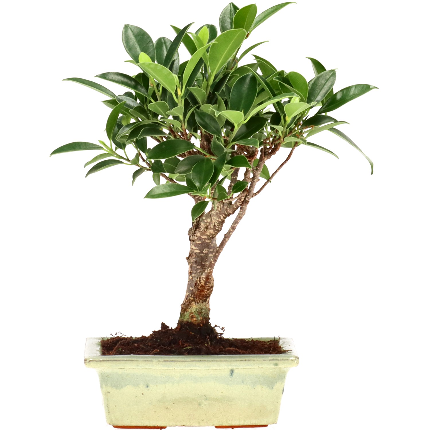 Chin. Feigenbaum (Ret.), ca. 7 J. (23 cm)
