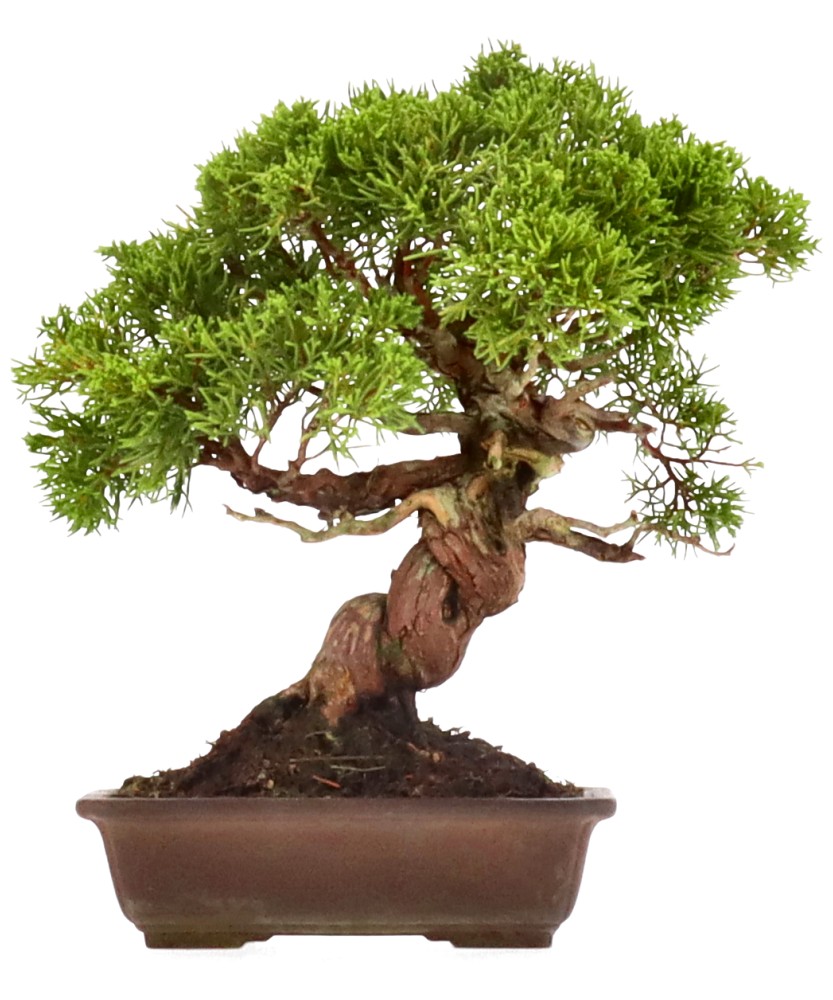 bonsai.fallbackImageTitle bonsai.fallbackImageTitle