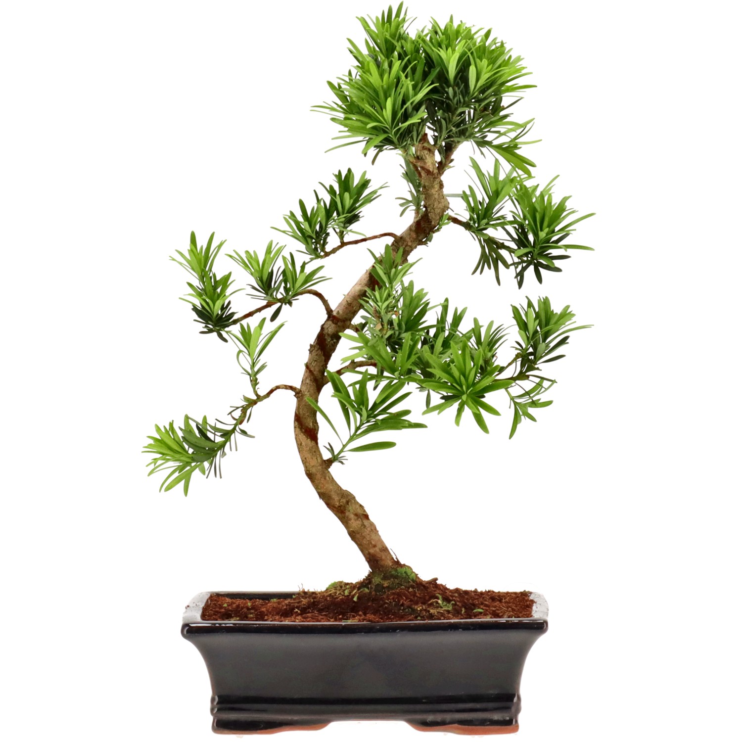 Pin de bouddhistes, env. 12 ans (38 cm)