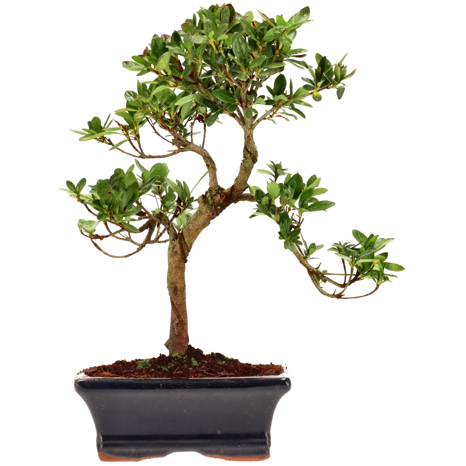 Jap. Azalee (Osakazuki), ca. 8 J. (26 cm)