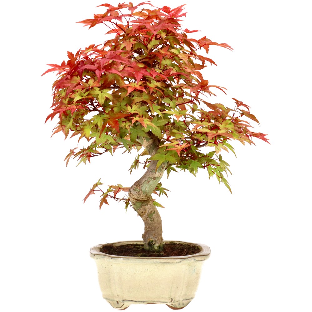 bonsai.fallbackImageTitle