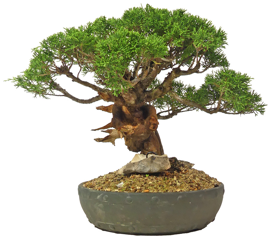 bonsai.fallbackImageTitle bonsai.fallbackImageTitle