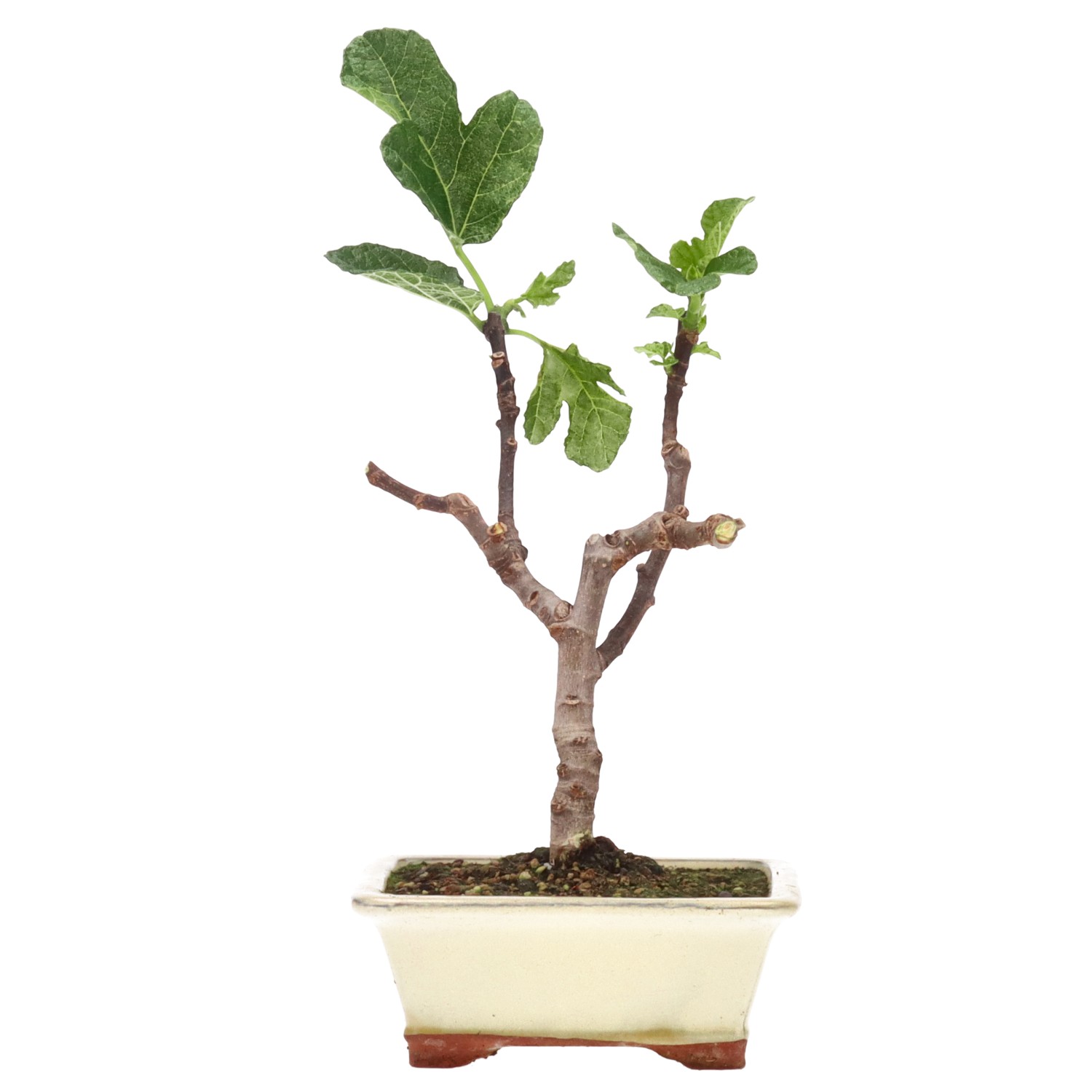 Ficus carica, ca. 7 anni (29 cm)