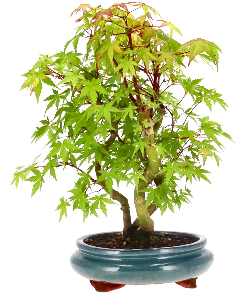 [A013] Érable palmé, env. 9 ans