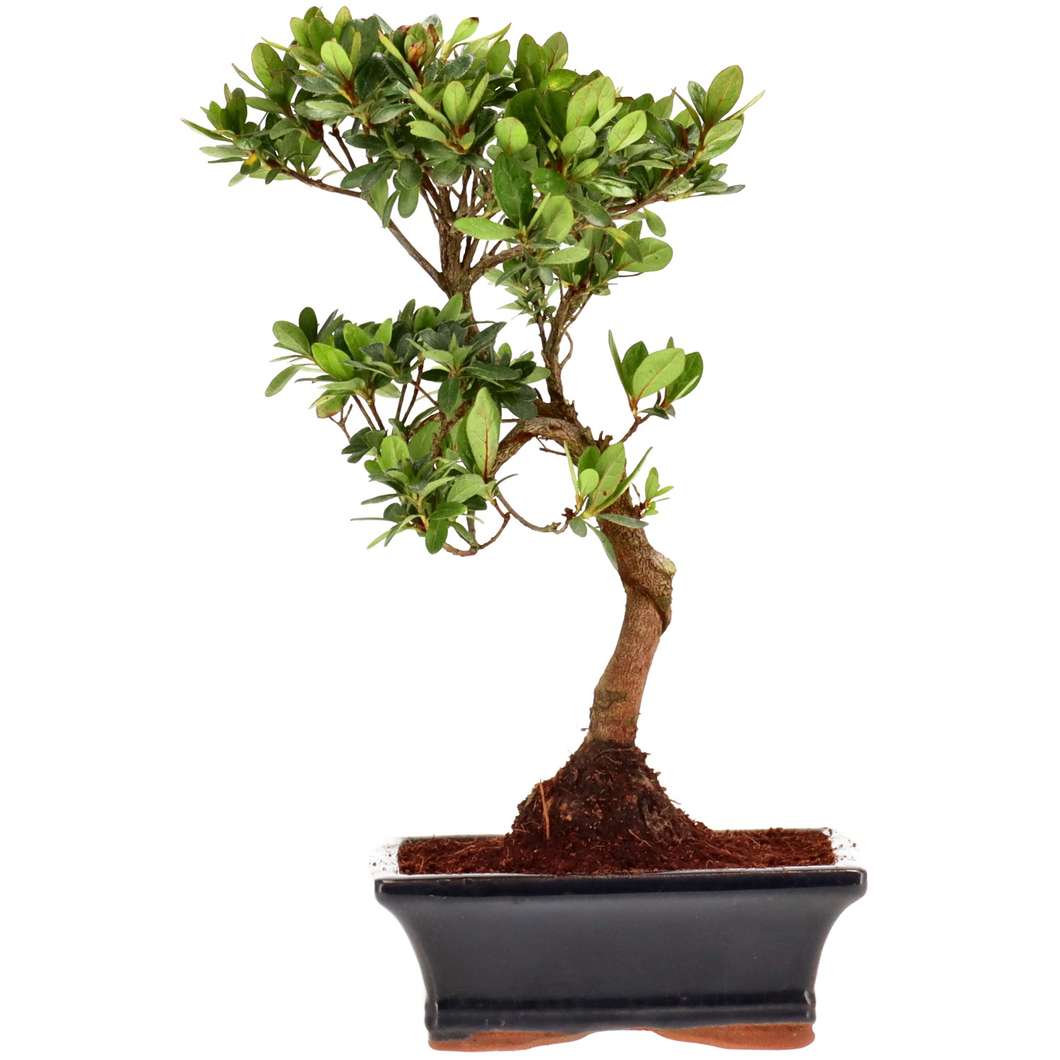 Azalea giapponese (Osakazuki), ca. 9 anni (27 cm)