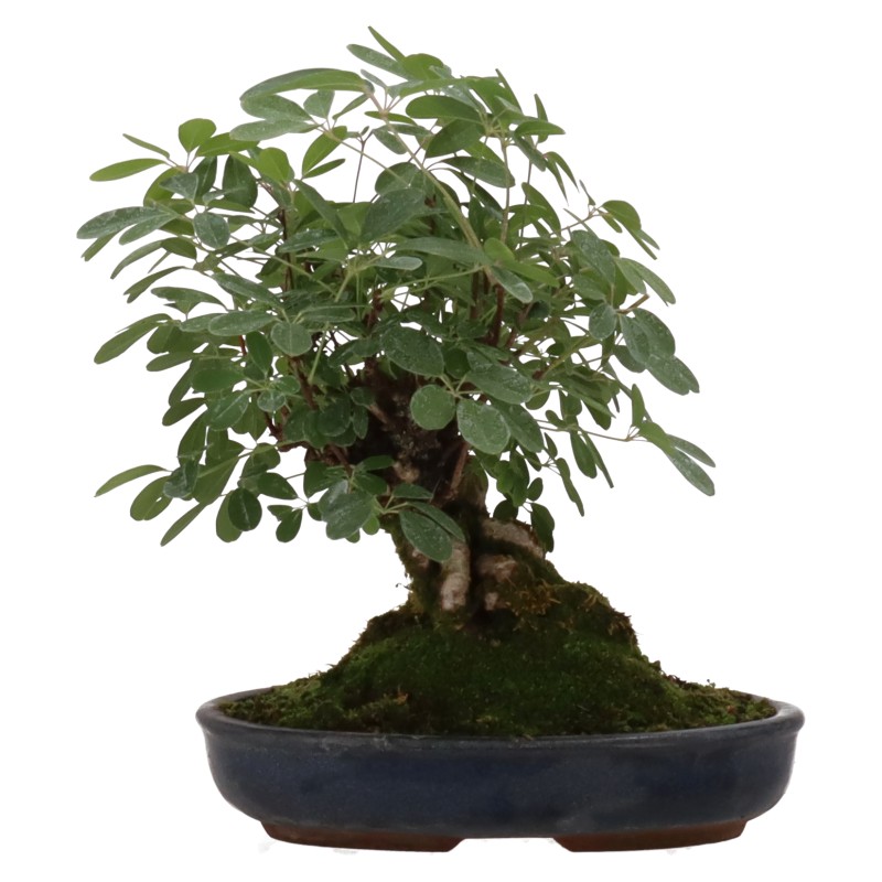 Akebia a cinque punte, ca. 20 anni (24 cm)