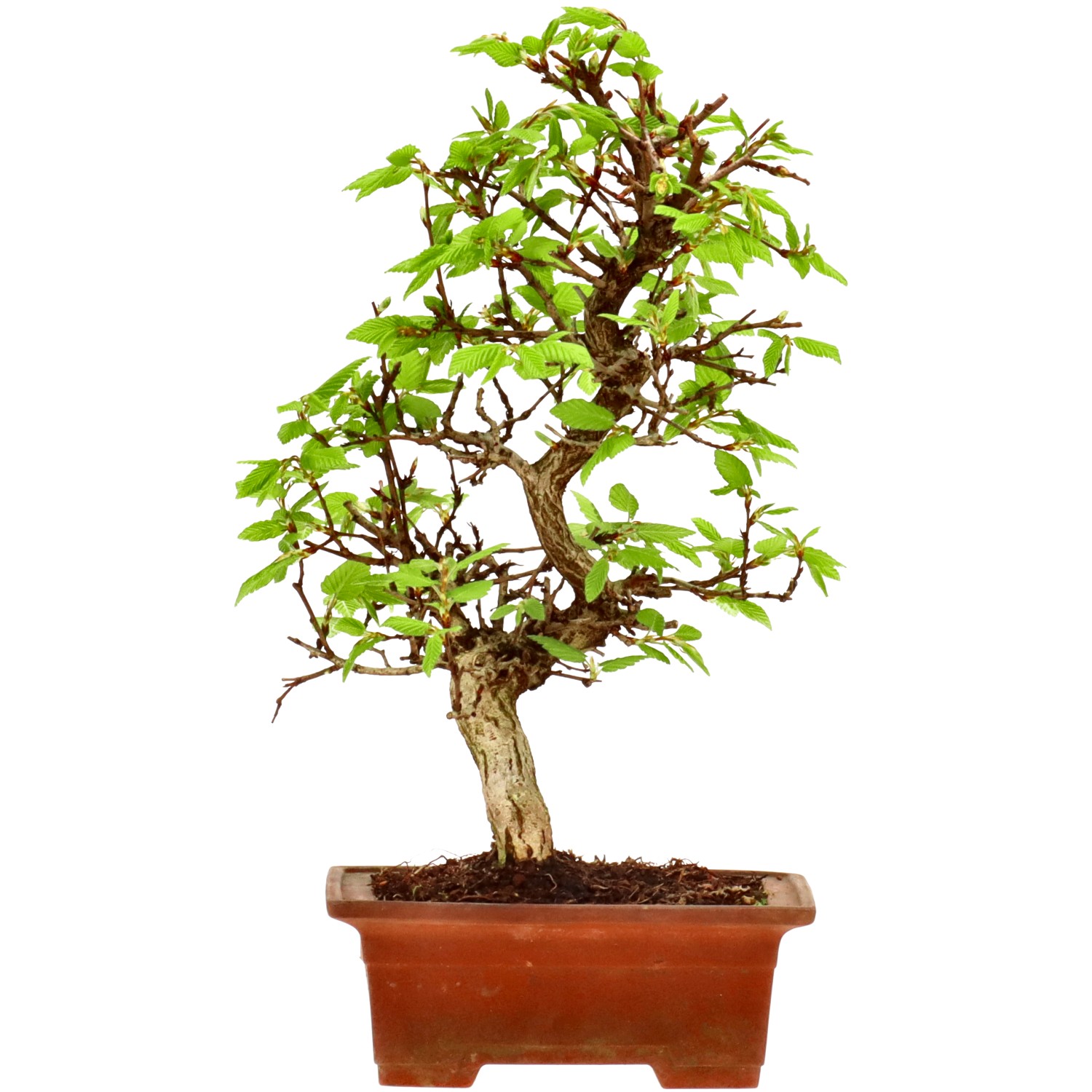 Charme du Japon, env. 12 ans (23 cm)