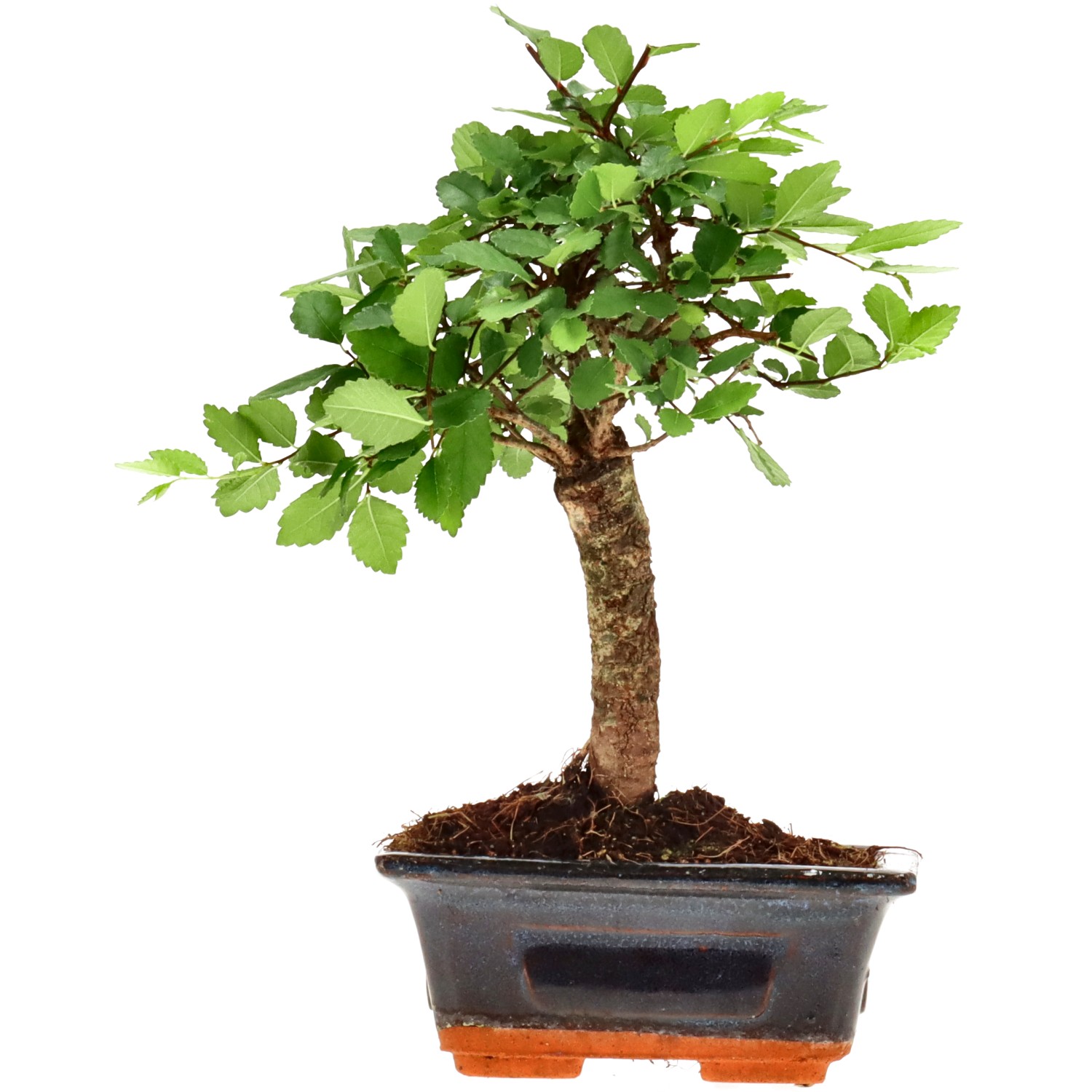 Orme de Chine, env. 6 ans (20 cm)