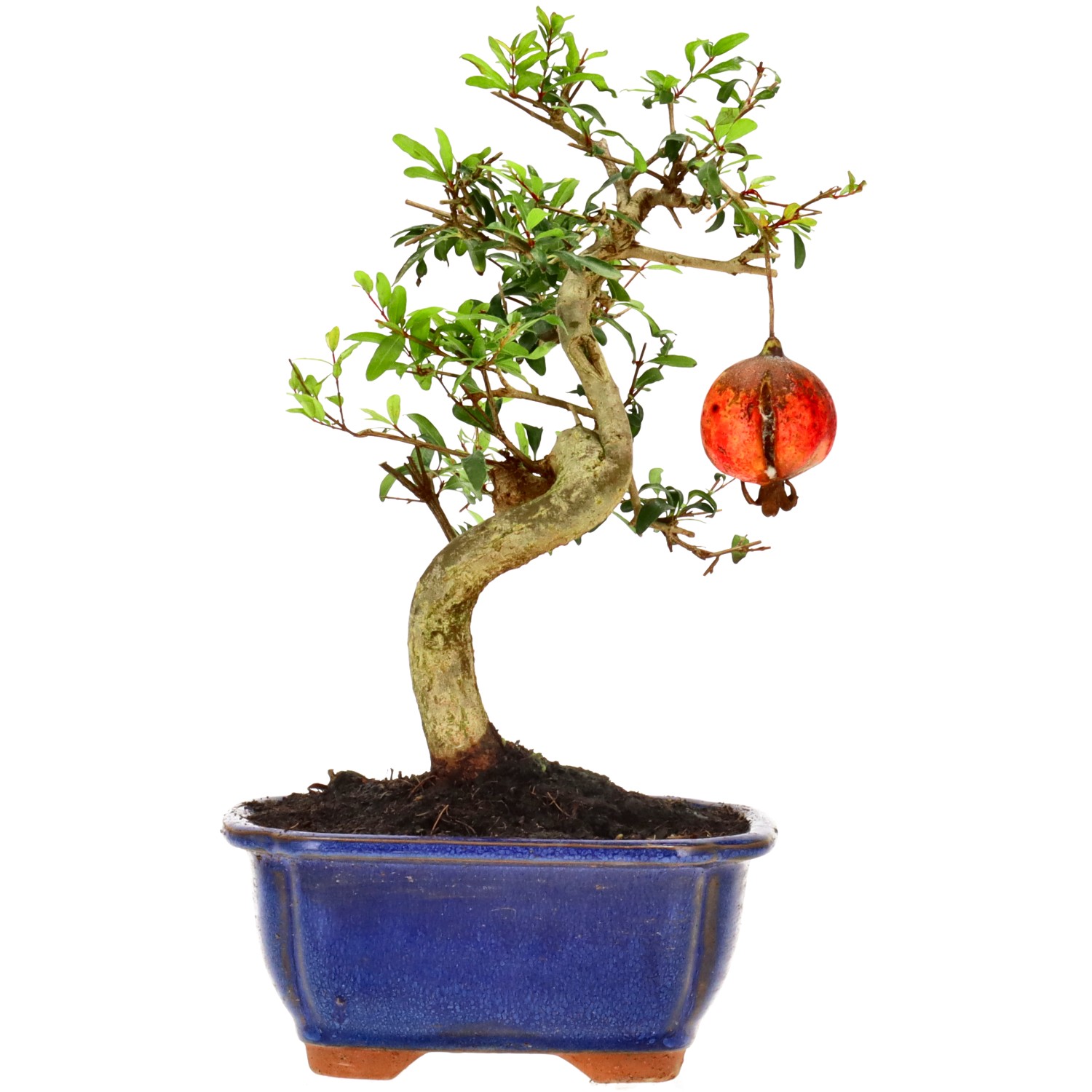 Granatapfel, ca. 9 J. (24 cm)