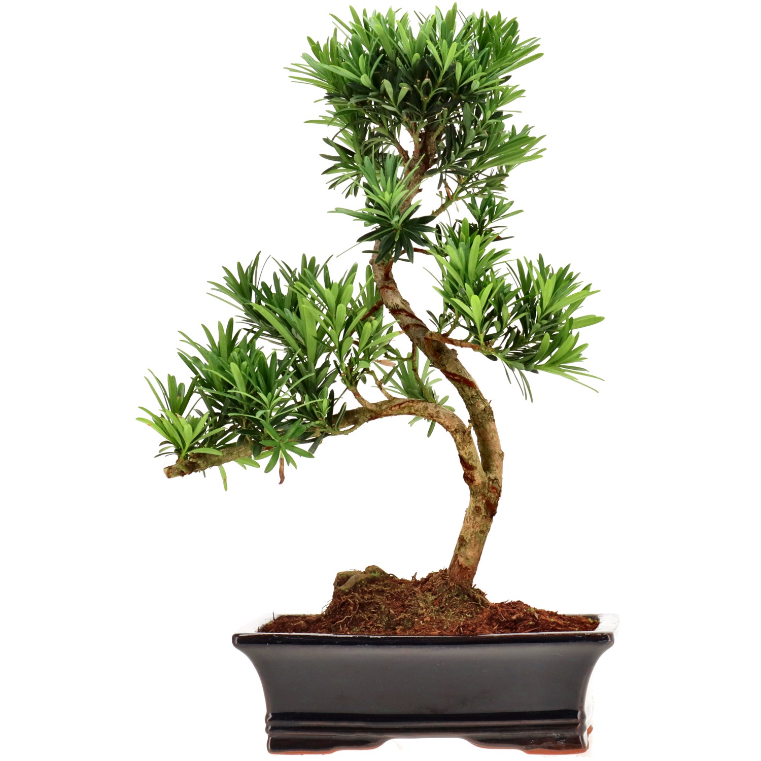 Pin de bouddhistes, env. 12 ans (38 cm)