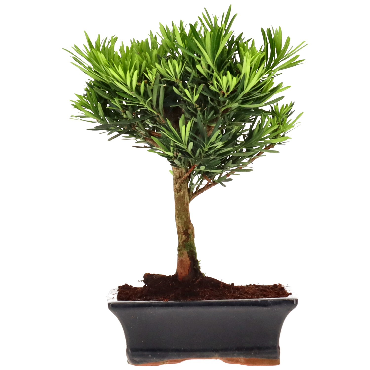 Pino cinese, ca. 10 anni (28 cm)