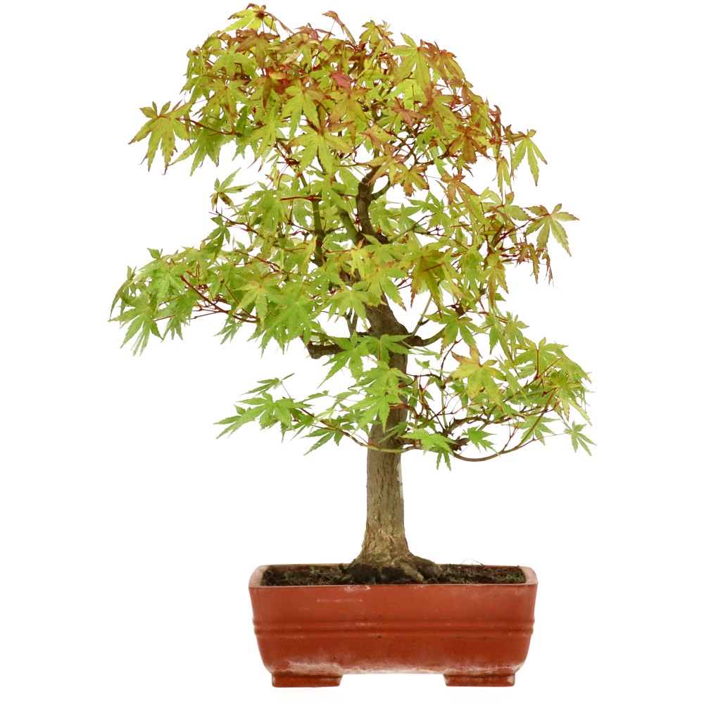 Arce palmado japonés (Yamamomiji), aprox. 15 años (0 cm) Arce palmado japonés (Yamamomiji), aprox. 15 años (0 cm)