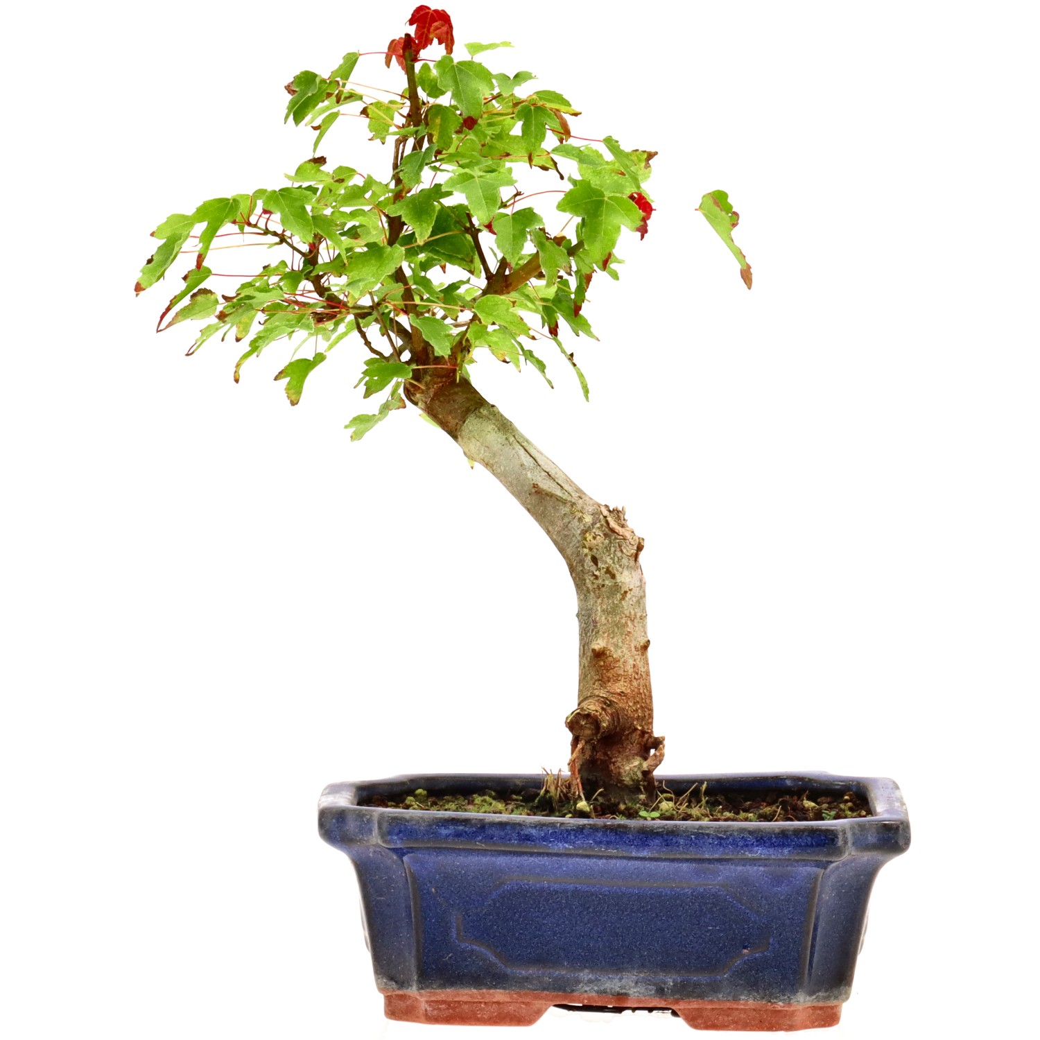 bonsai.fallbackImageTitle bonsai.fallbackImageTitle