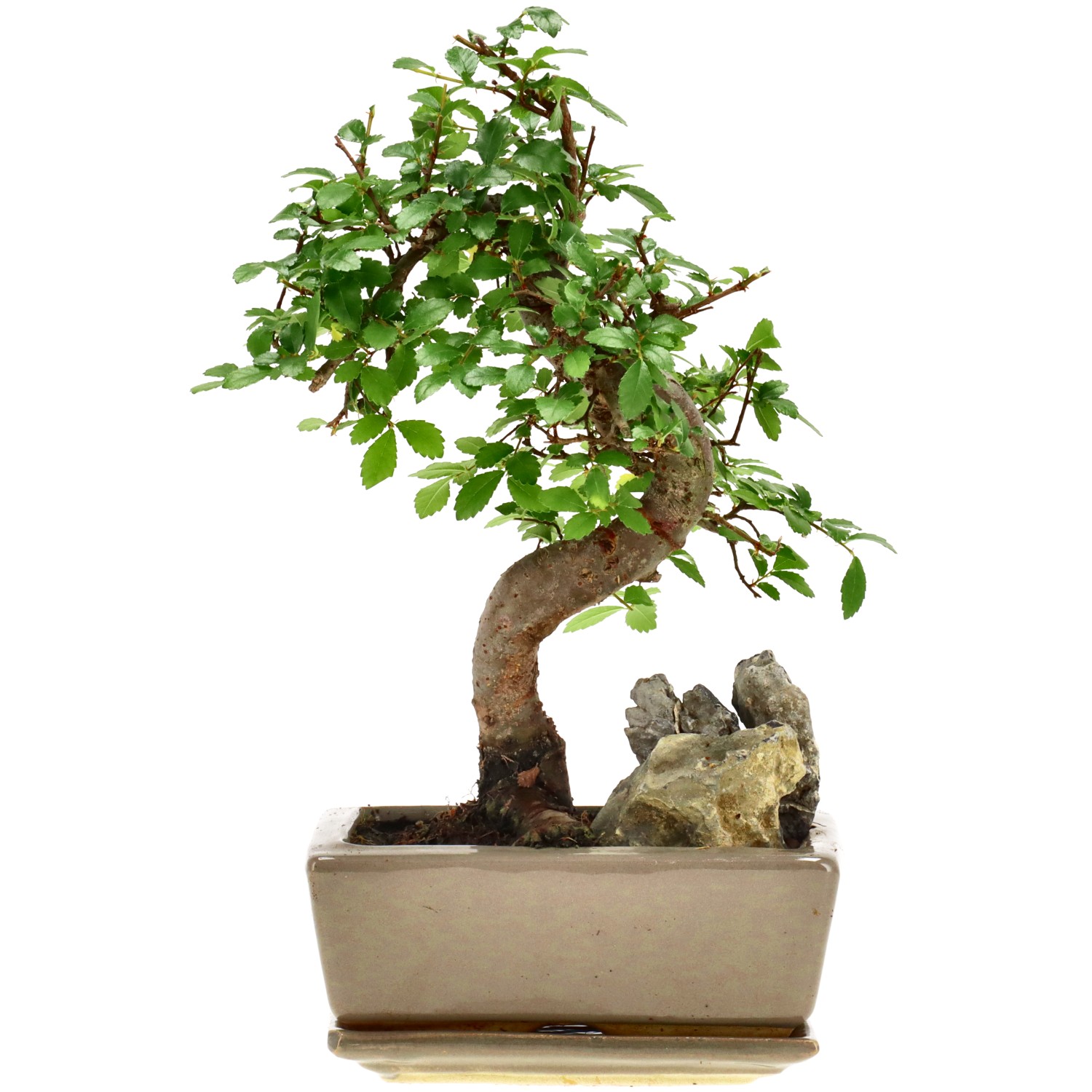 Olmo chino, aprox. 8 años (23 cm)