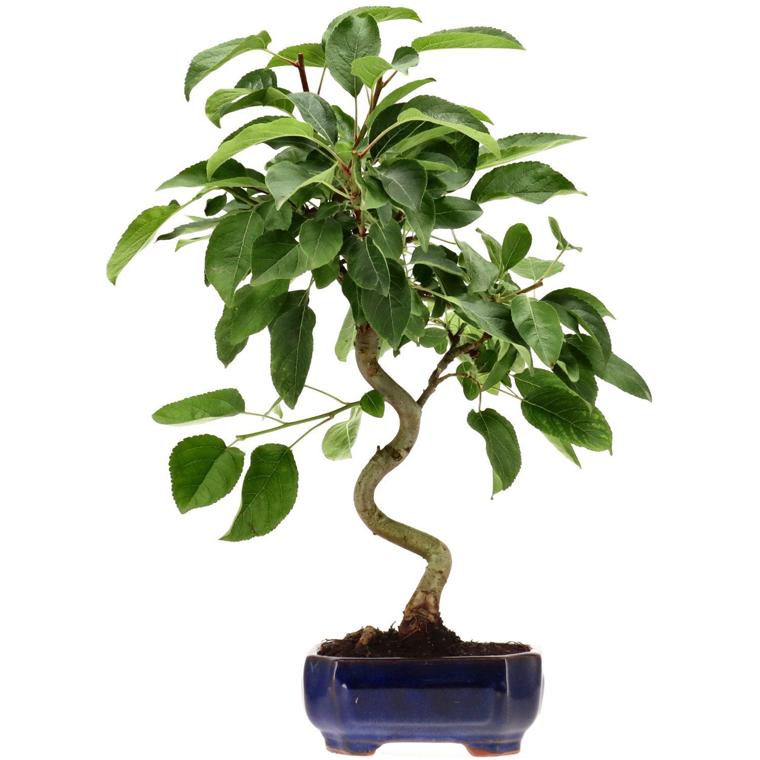 Zierapfel, ca. 8 J. (40 cm)