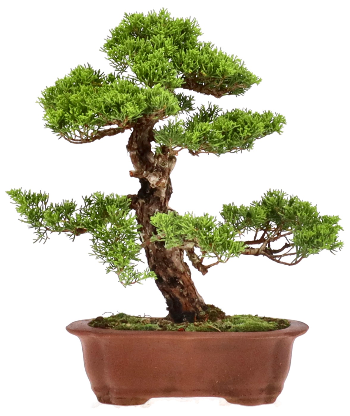 bonsai.fallbackImageTitle bonsai.fallbackImageTitle