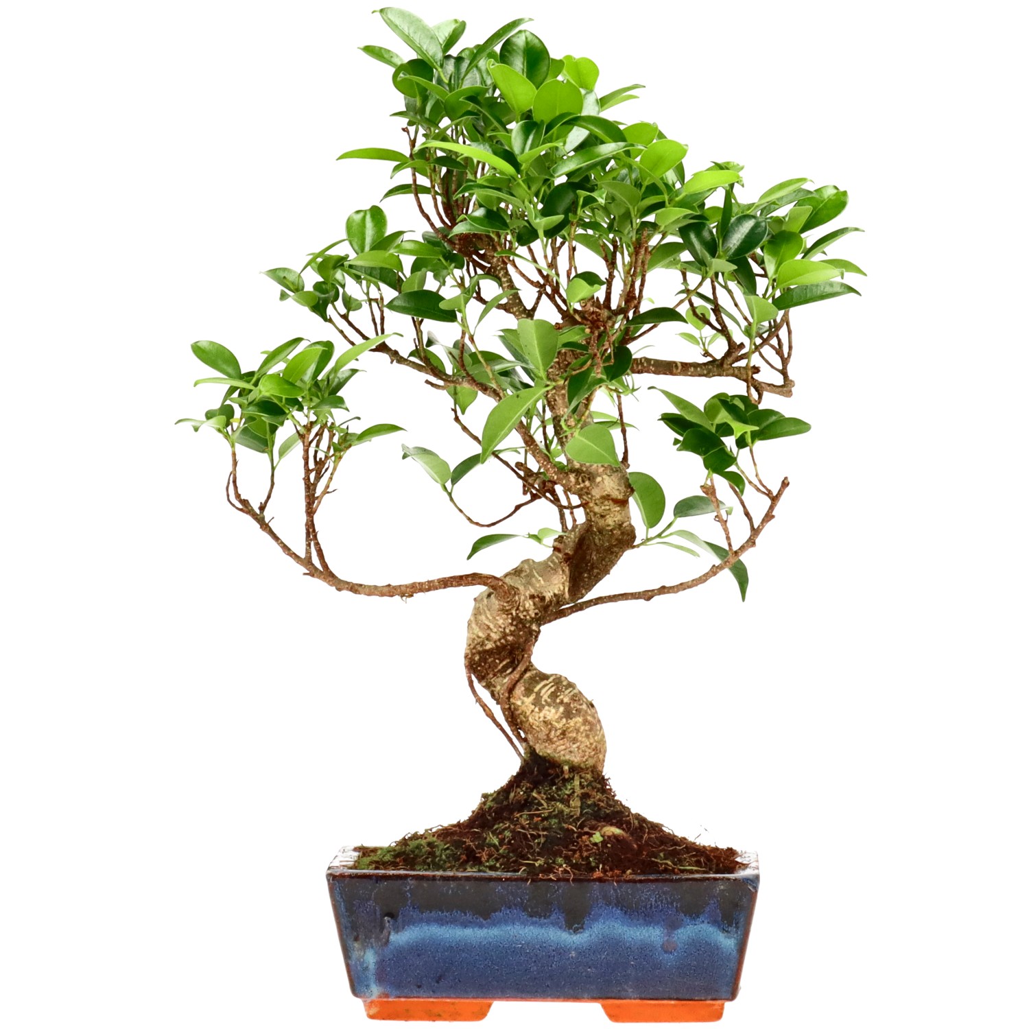 Ficus Retusa, ca. 9 anni (34 cm)
