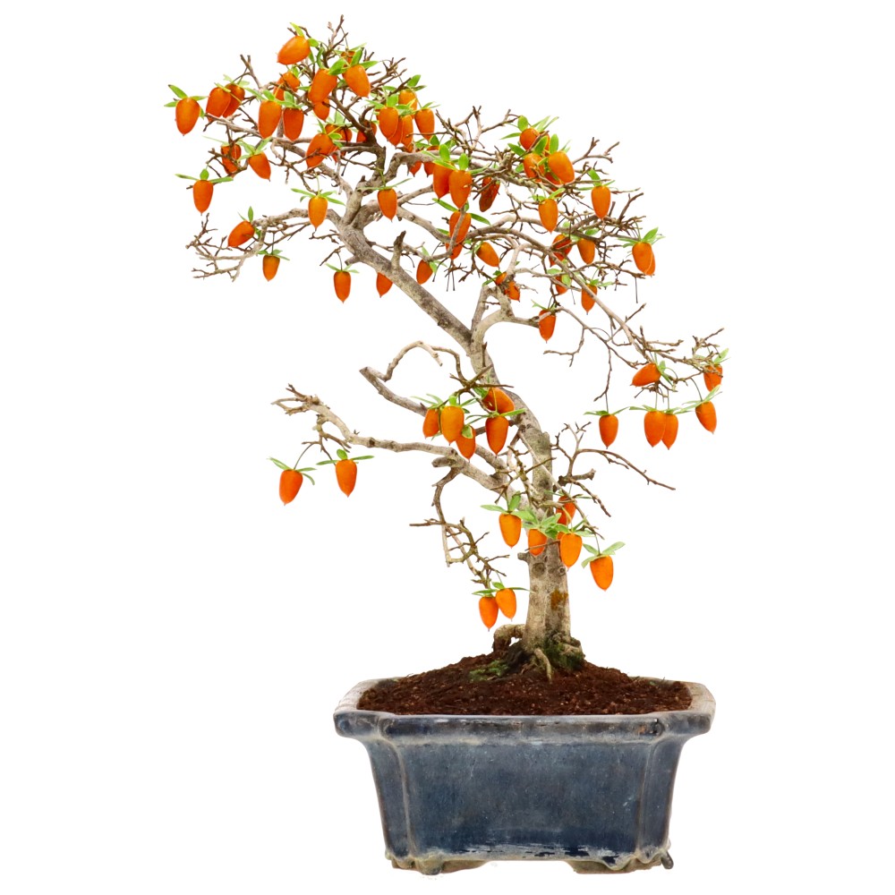 bonsai.fallbackImageTitle bonsai.fallbackImageTitle