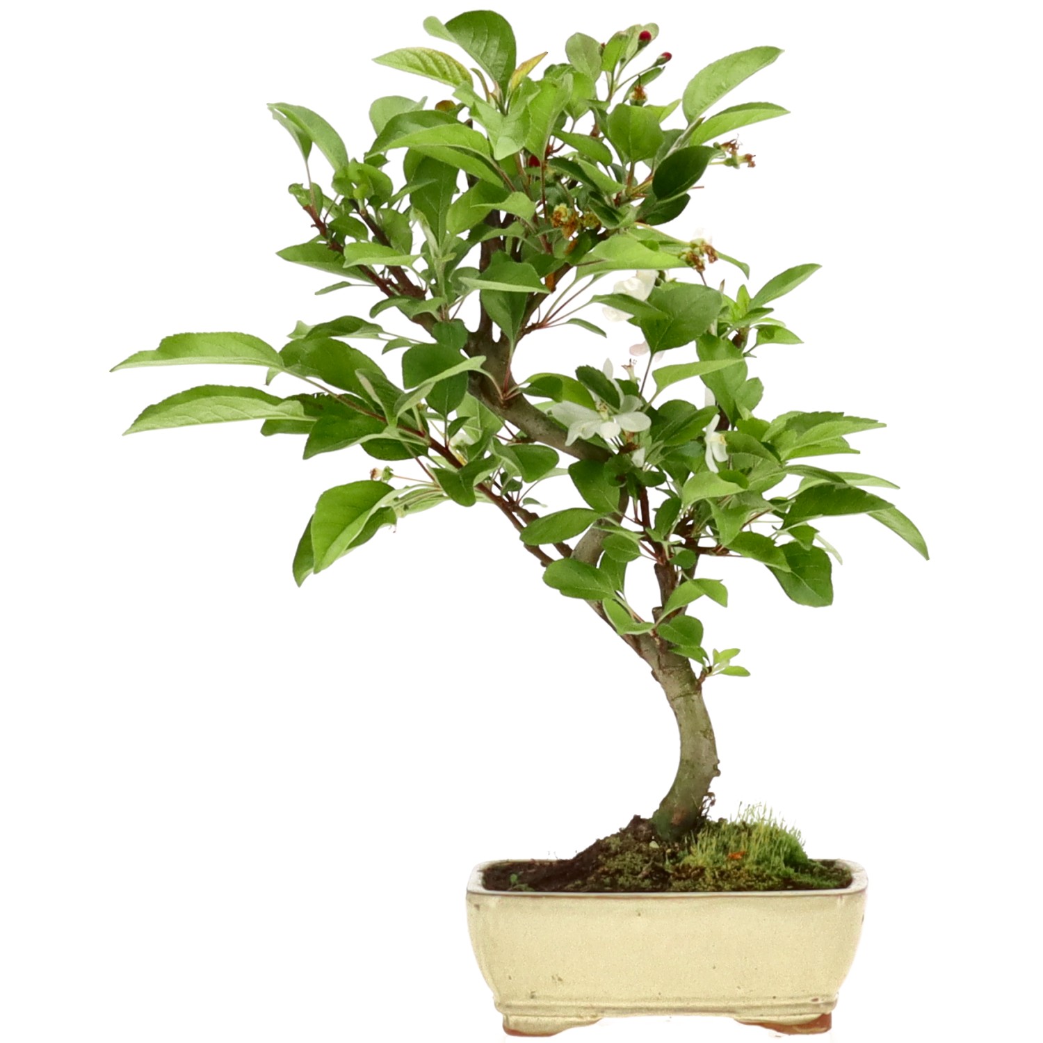 Malus sp., ca. 7 anni (33 cm)