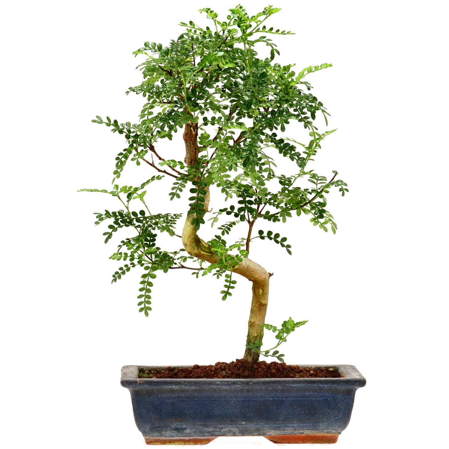 Pfefferbaum, ca. 10 J. (36 cm)