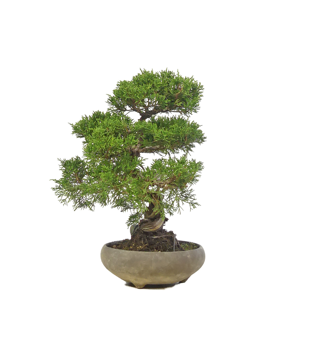 bonsai.fallbackImageTitle bonsai.fallbackImageTitle