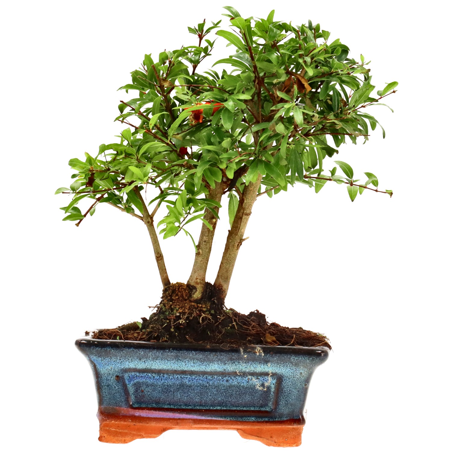 Granatapfel, ca. 6 J. (19 cm)