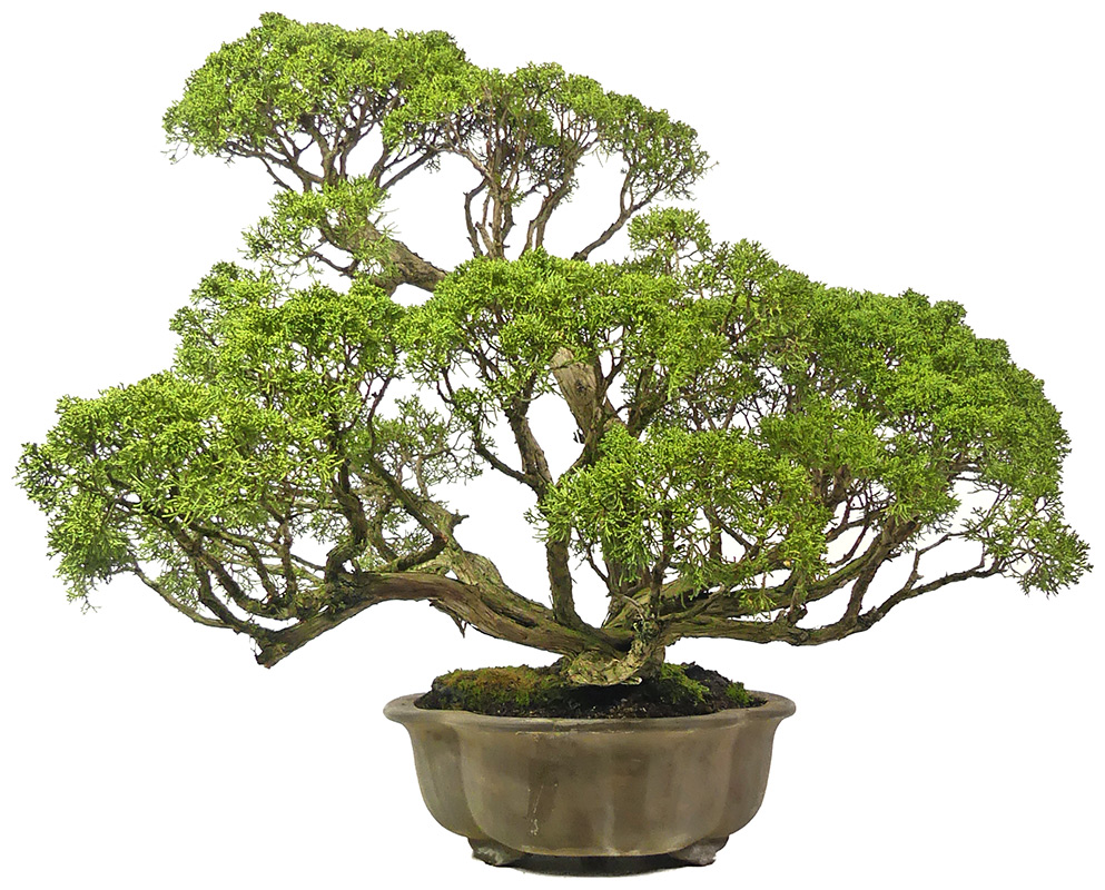 bonsai.fallbackImageTitle bonsai.fallbackImageTitle