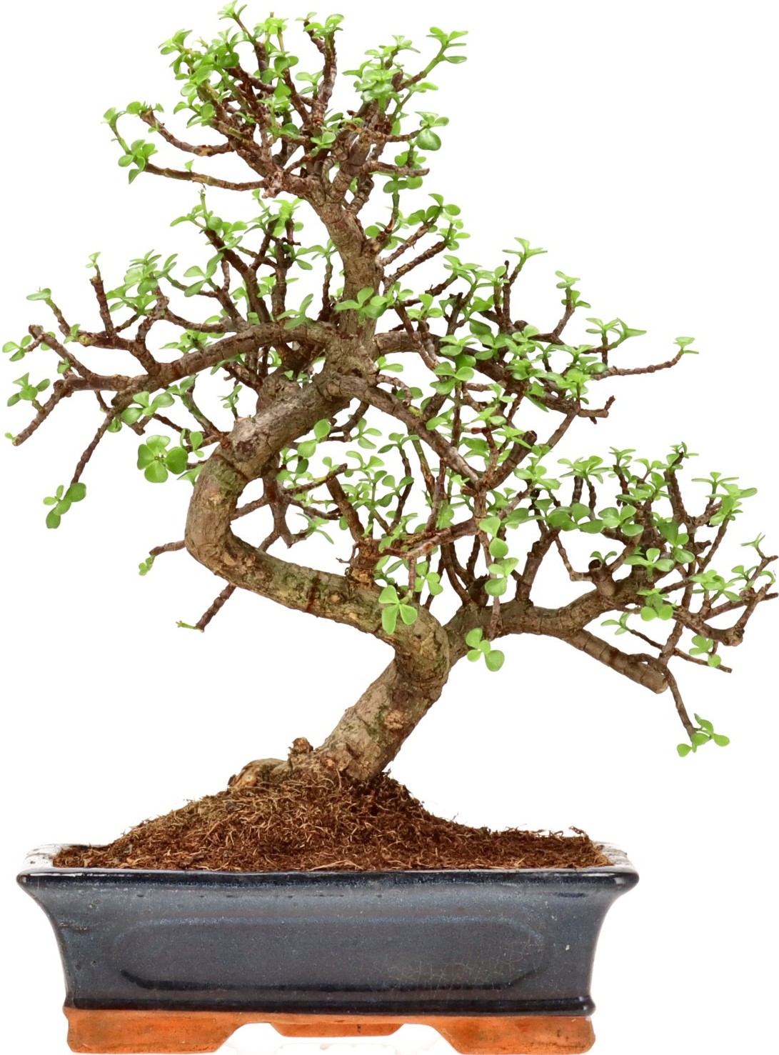 [Z032] Elephant bush, approx. 18 years