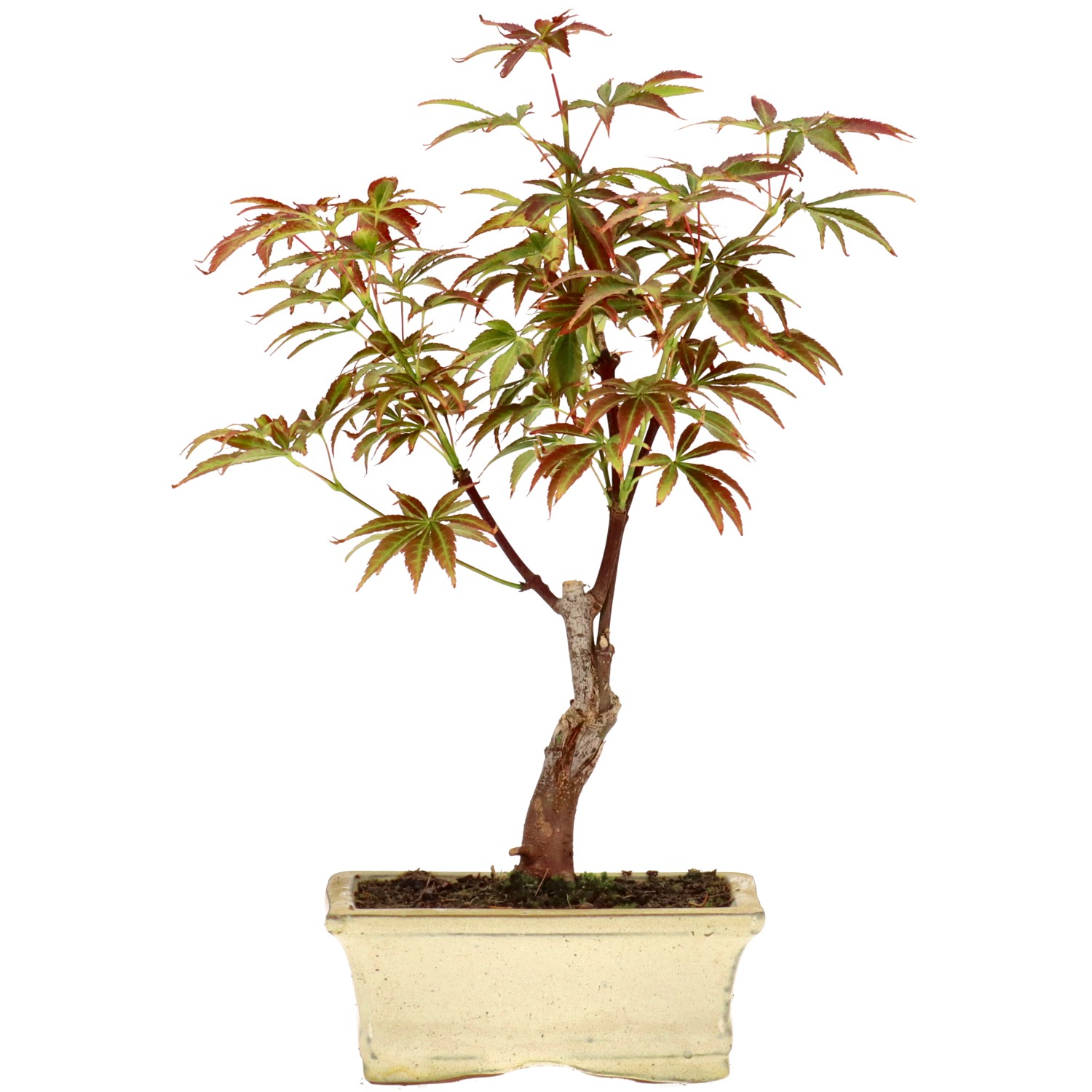 Jap. Maple (Deshojo), approx. 7 y. (26 cm)