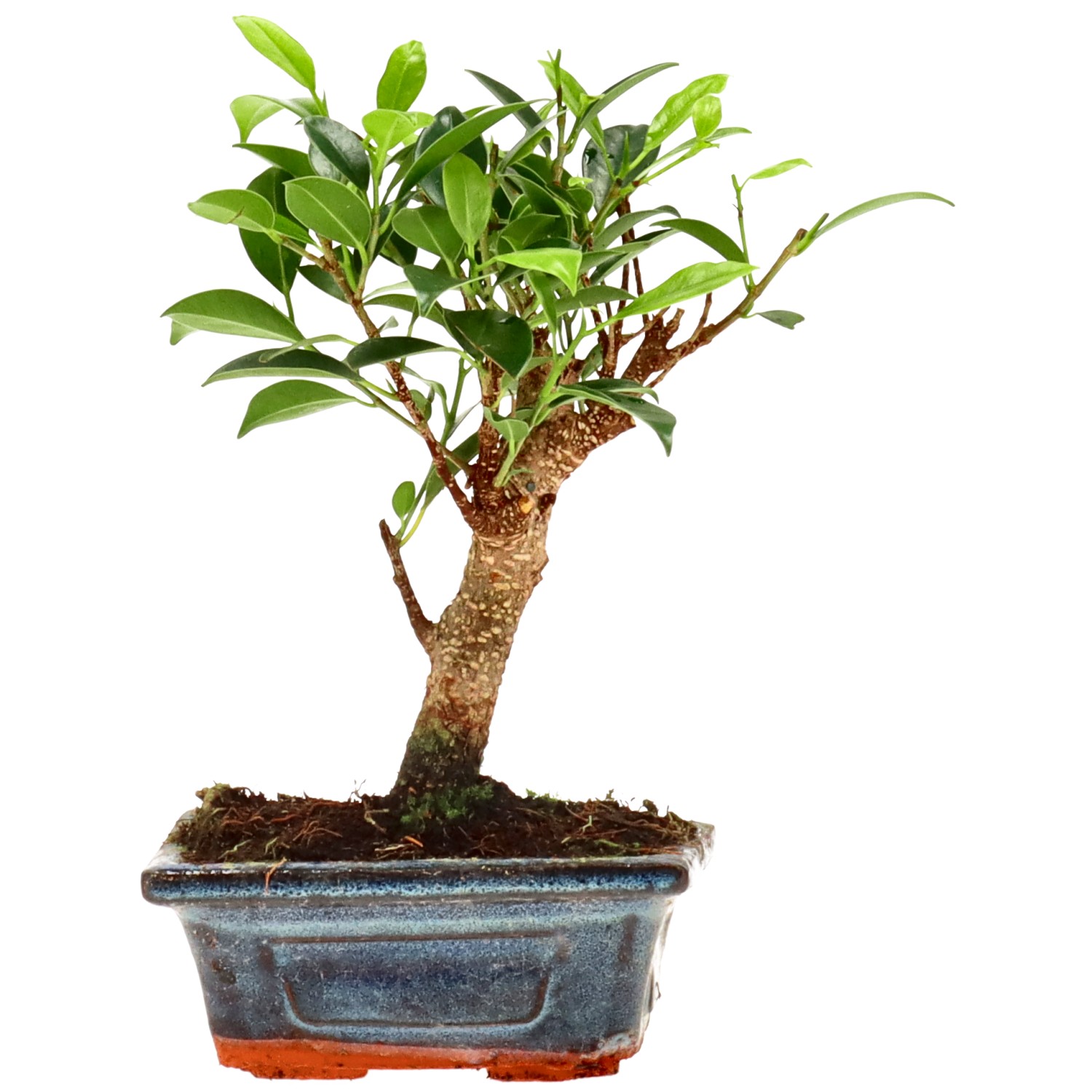 Indian Laurel, approx. 5 y. (18 cm)