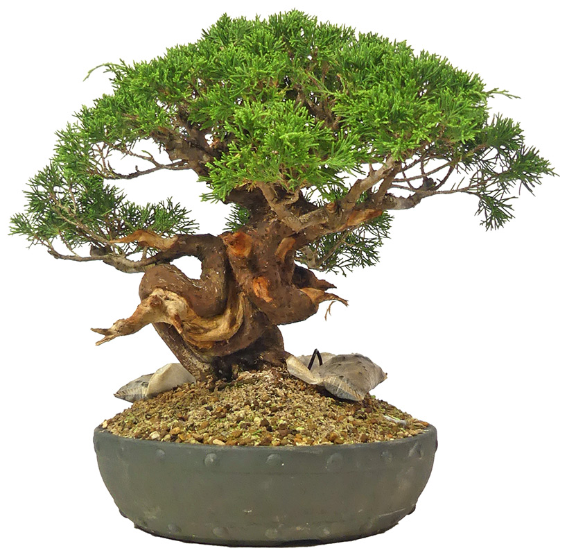 bonsai.fallbackImageTitle bonsai.fallbackImageTitle