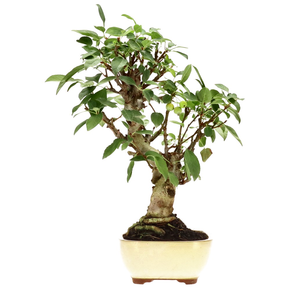 bonsai.fallbackImageTitle