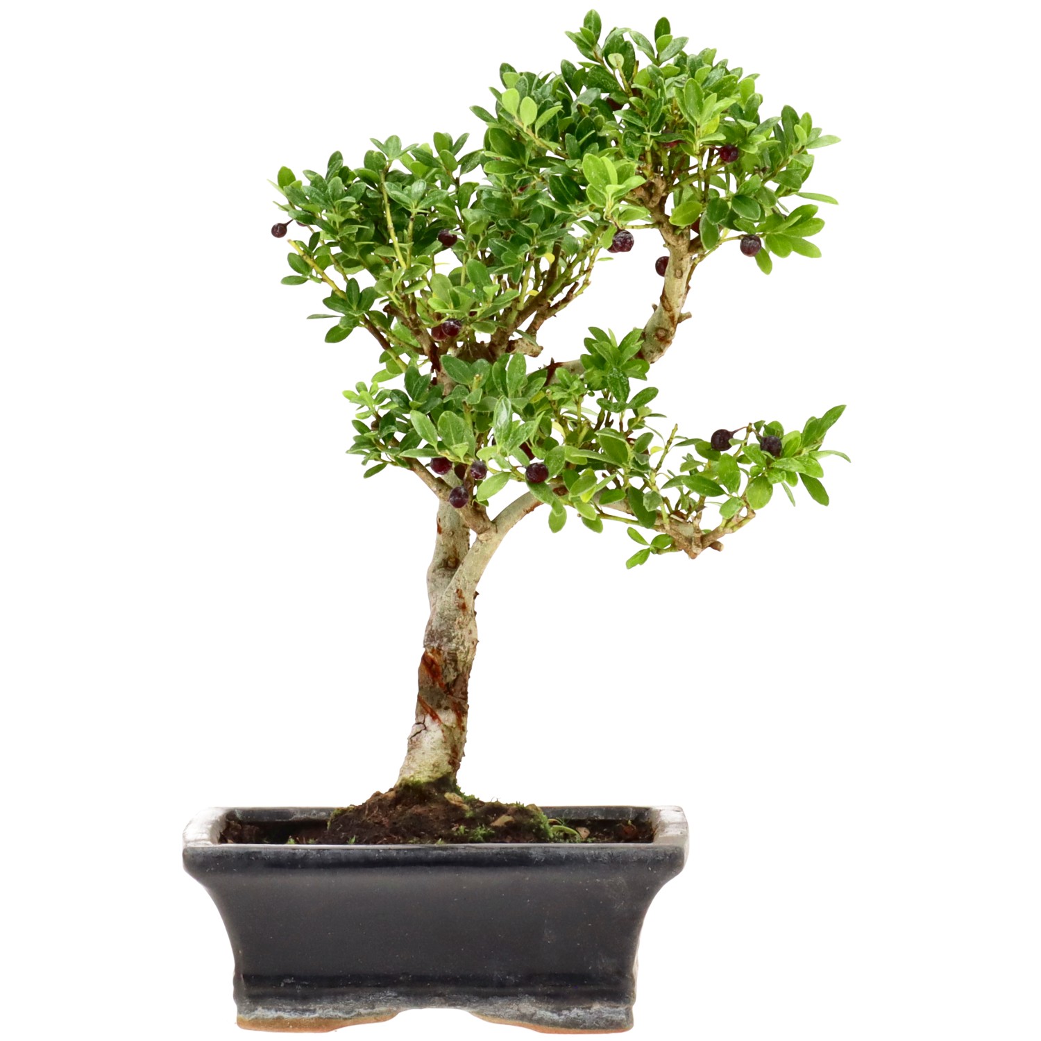 Japanese Holly, approx. 7 y. (23 cm)