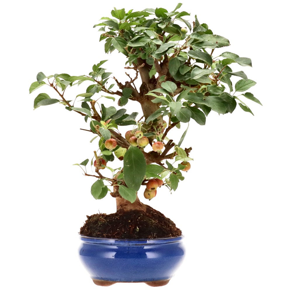 Zierapfel, ca. 17 J. (42 cm)
