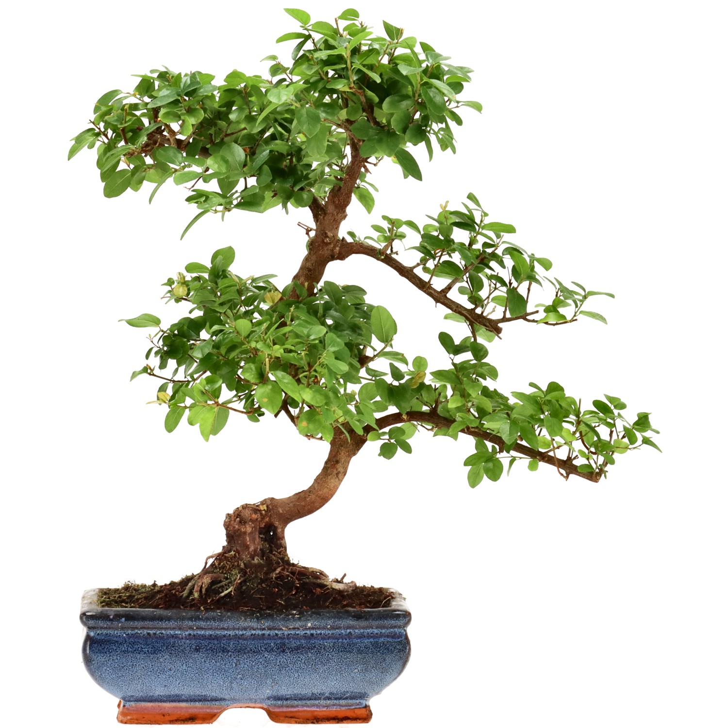 Sageretia theezans, aprox. 9 años (34 cm)