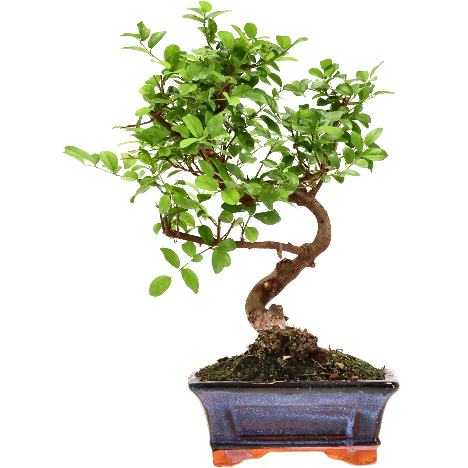 Sageretia theezans, ca. 9 anni (27 cm)