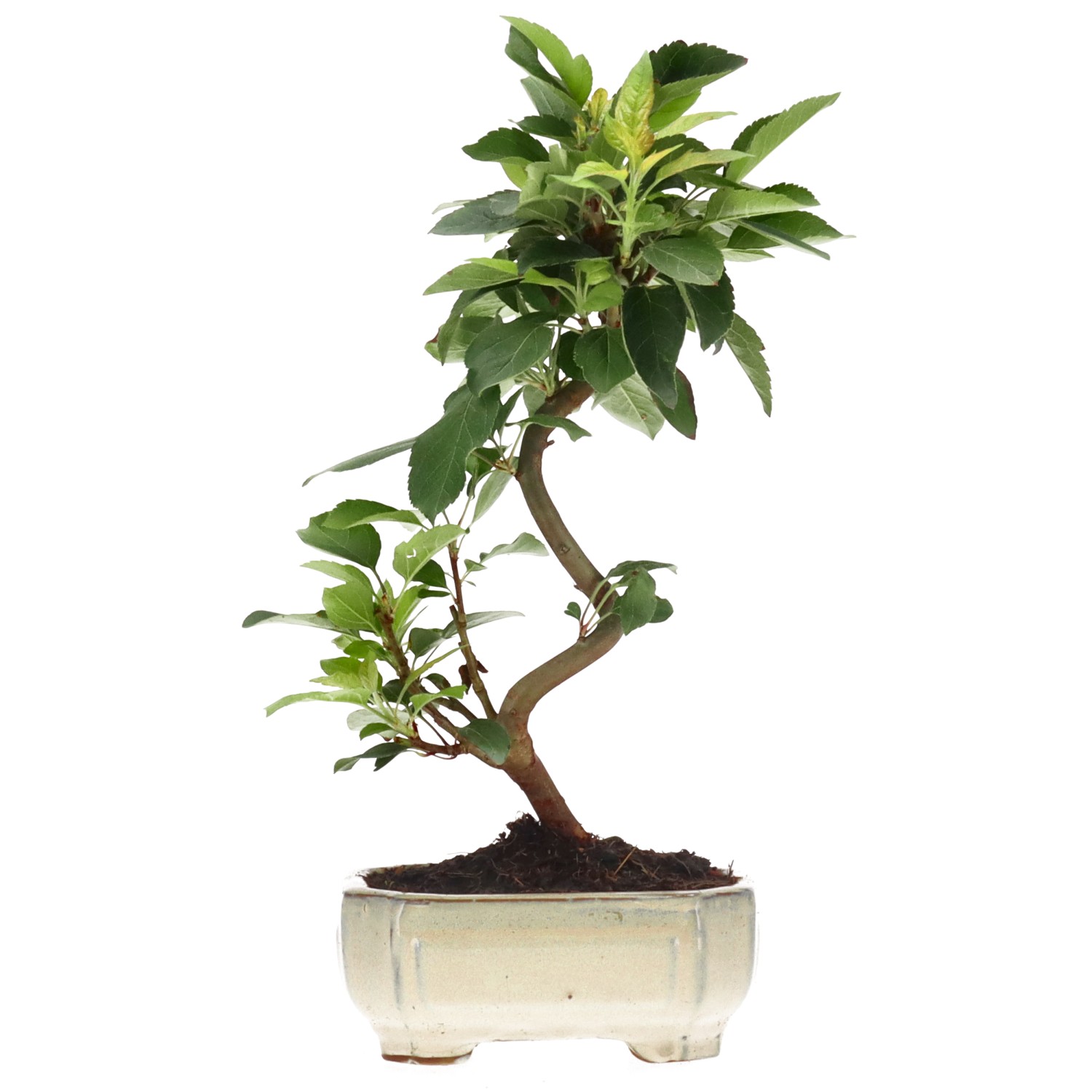 Zierapfel, ca. 8 J. (30 cm)