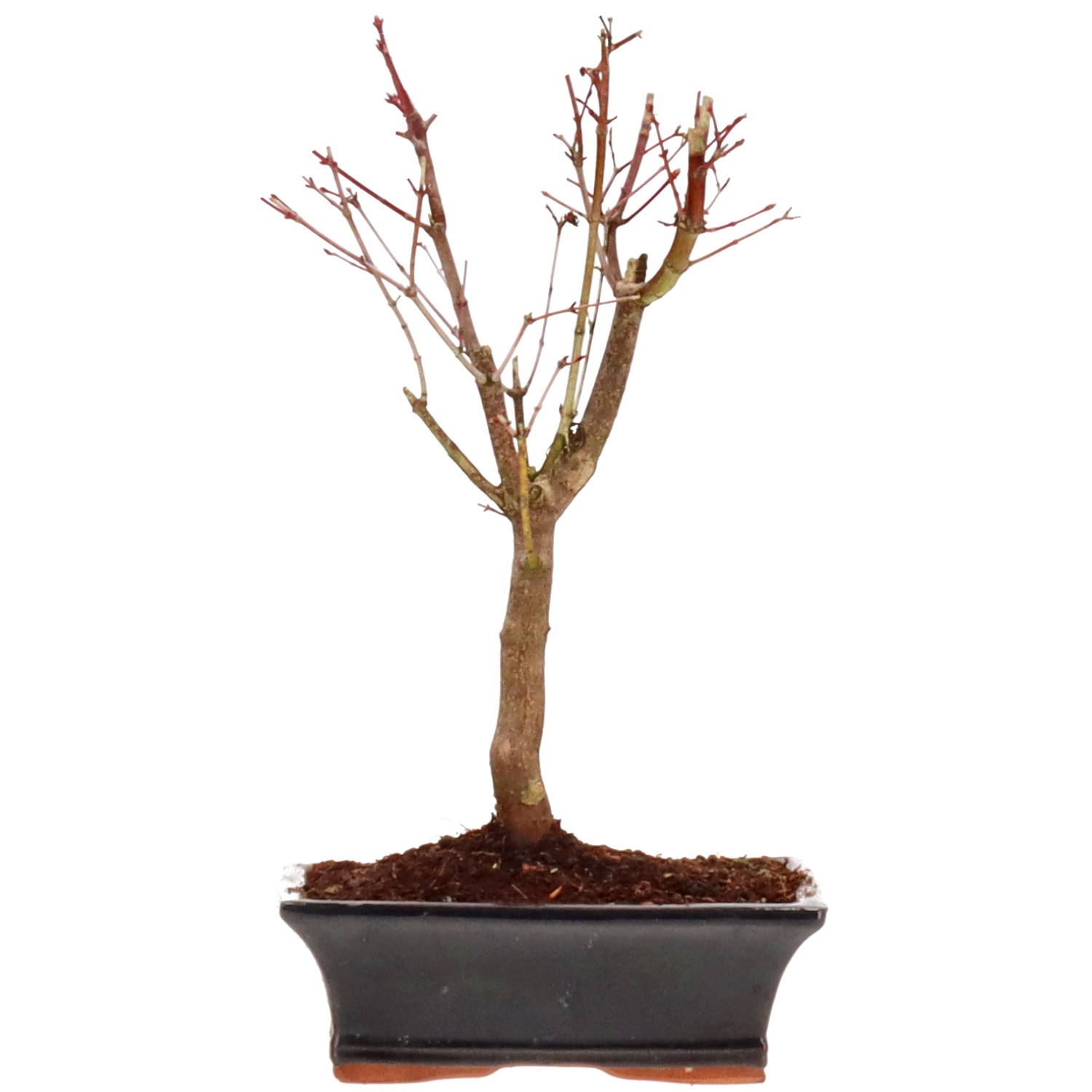 Acero palmato (Katsura), ca. 10 anni (32 cm)