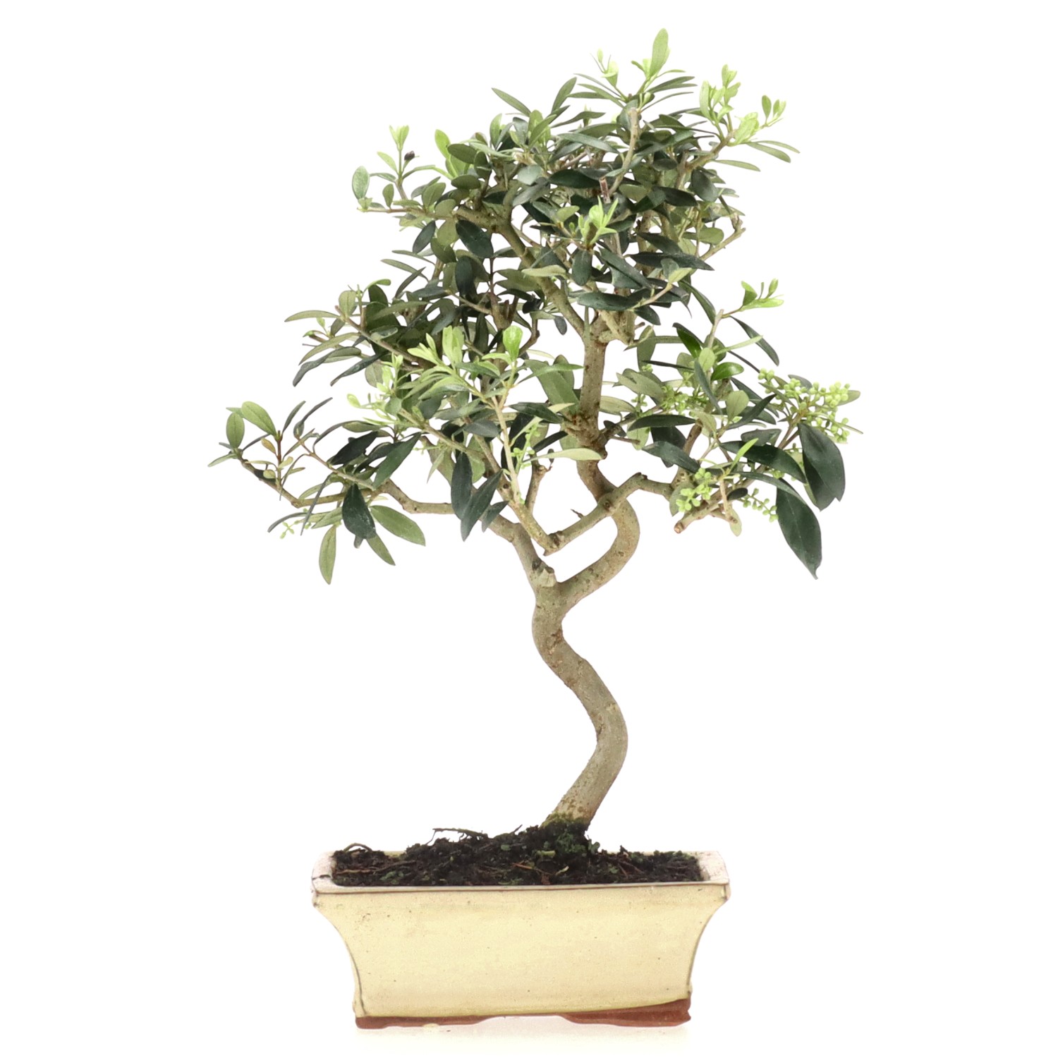 Olive, ca. 10 J. (39 cm)